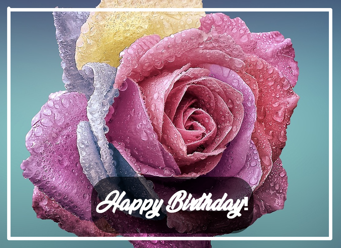 feliz cumpleaños fondo de pantalla,rosas de jardín,rosa,flor,rosado,pétalo
