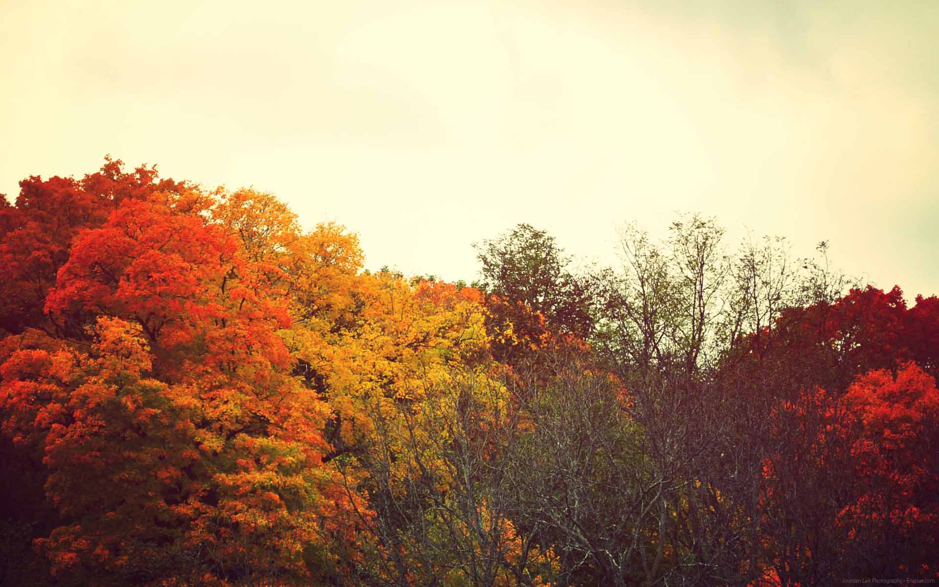 papier peint de bureau tumblr,feuille,ciel,arbre,la nature,paysage naturel