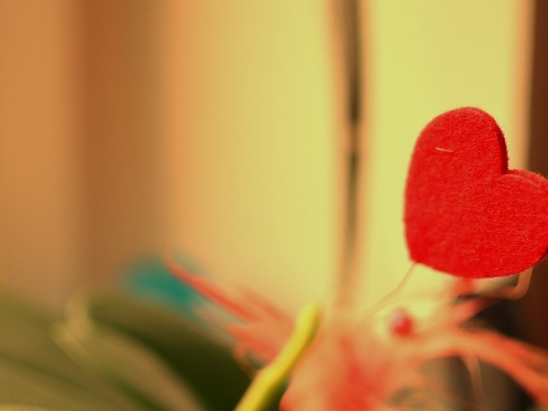 desktop wallpaper tumblr,red,pink,heart,leaf,close up