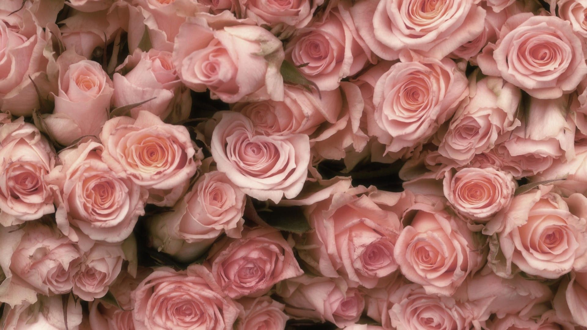 papier peint de bureau tumblr,fleur,rose,roses de jardin,plante à fleurs,rose