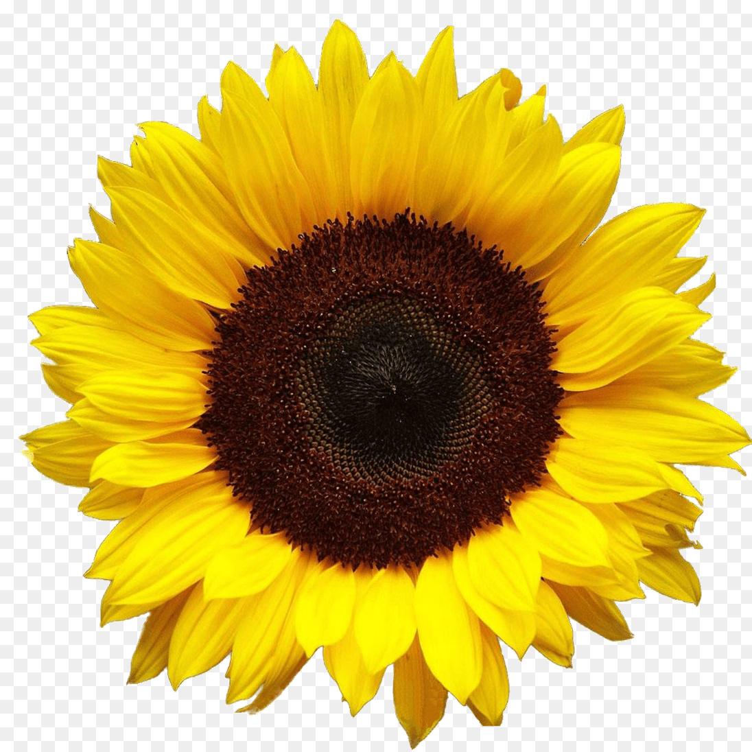 desktop wallpaper tumblr,sunflower,flower,yellow,sunflower seed,sunflower