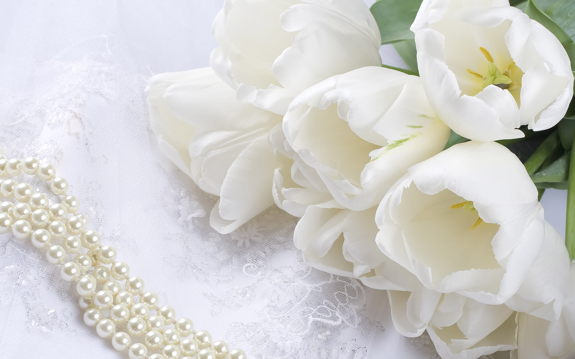 sfondo del desktop tumblr,bianca,petalo,fiore,tagliare i fiori,pianta
