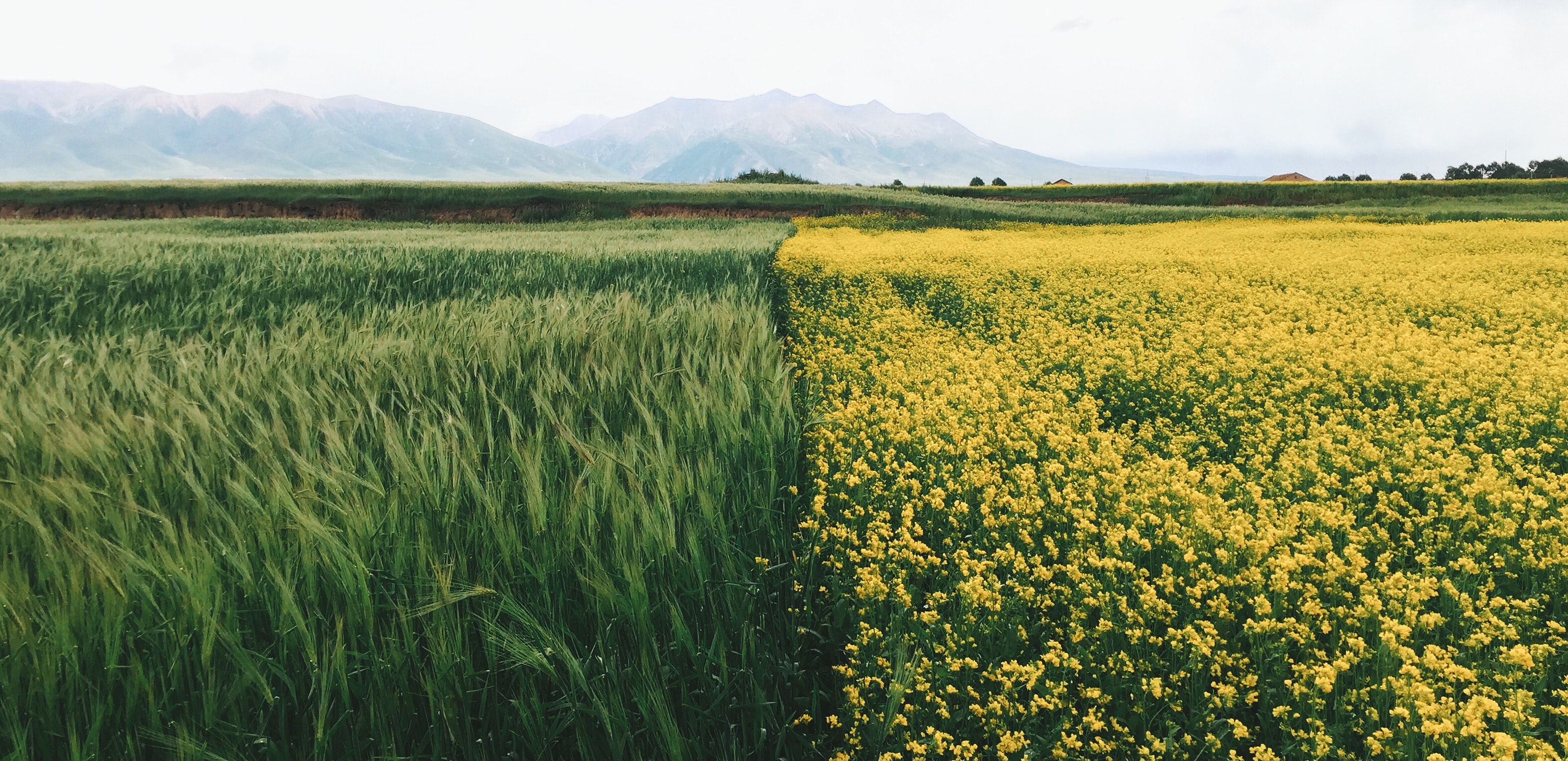 dual screen wallpaper,field,grassland,prairie,natural environment,plant