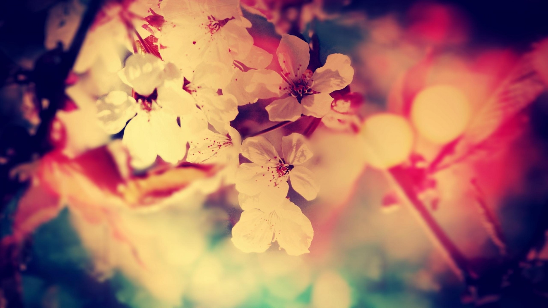 papier peint de bureau tumblr,ciel,fleur,la nature,pétale,printemps