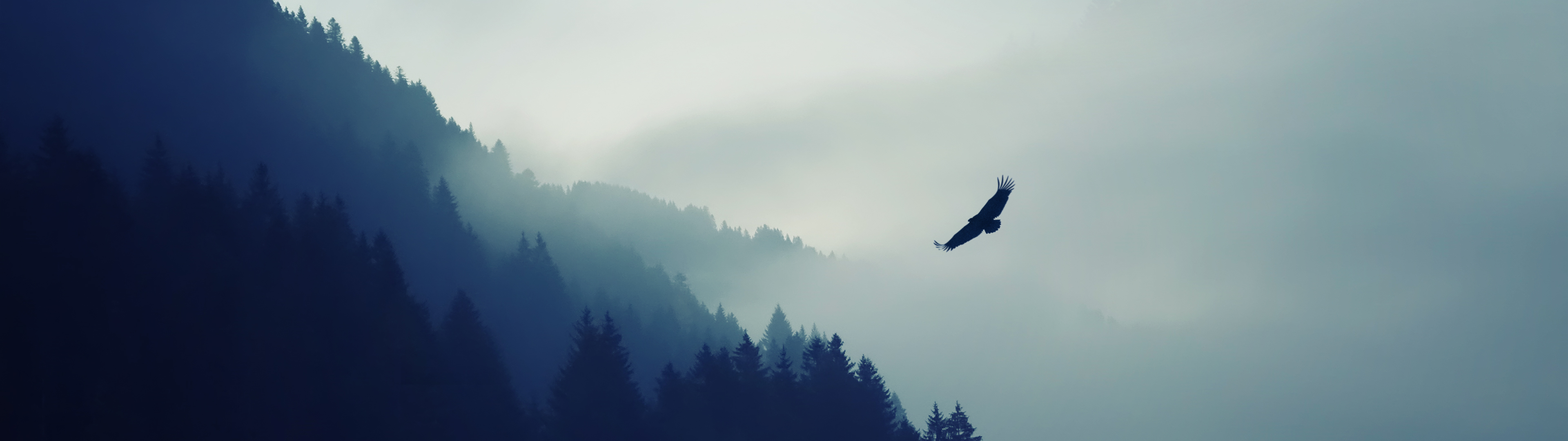 dual screen wallpaper,himmel,vogel,nebel,atmosphäre,raubvogel