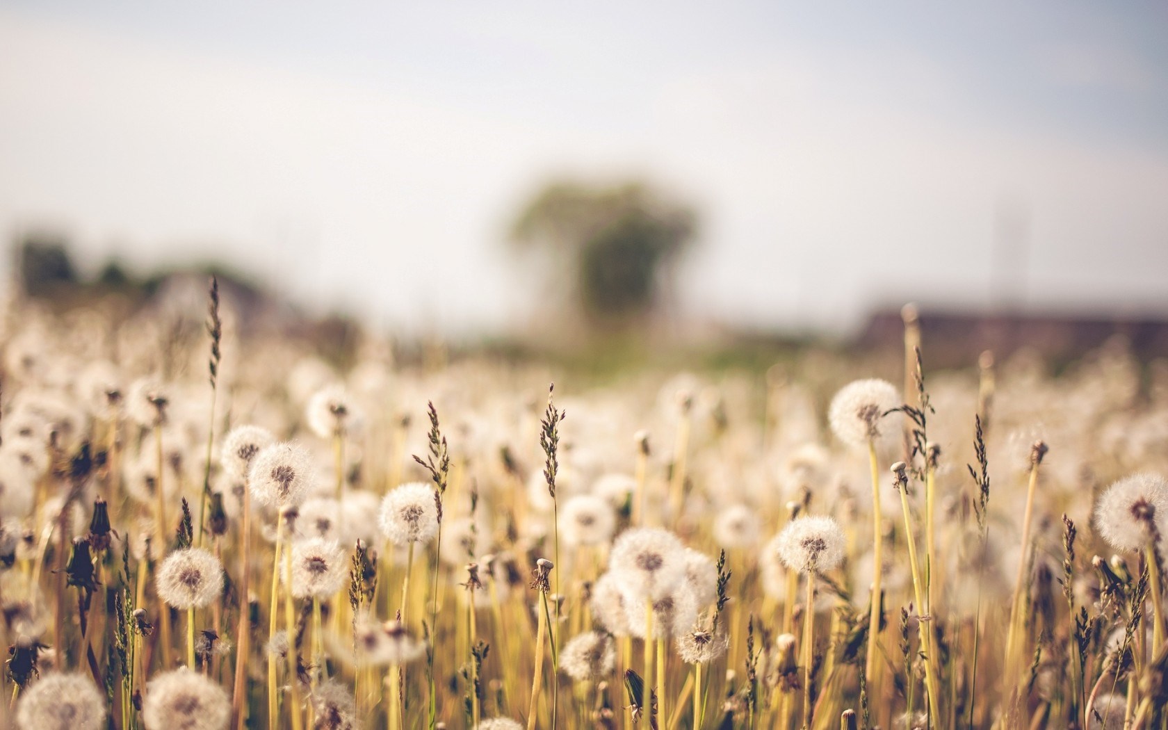 desktop hintergrund tumblr,natur,natürliche landschaft,feld,gras,himmel