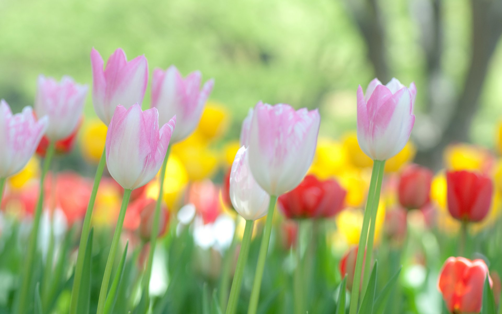 デスクトップ壁紙tumblr,花,開花植物,花弁,チューリップ,工場