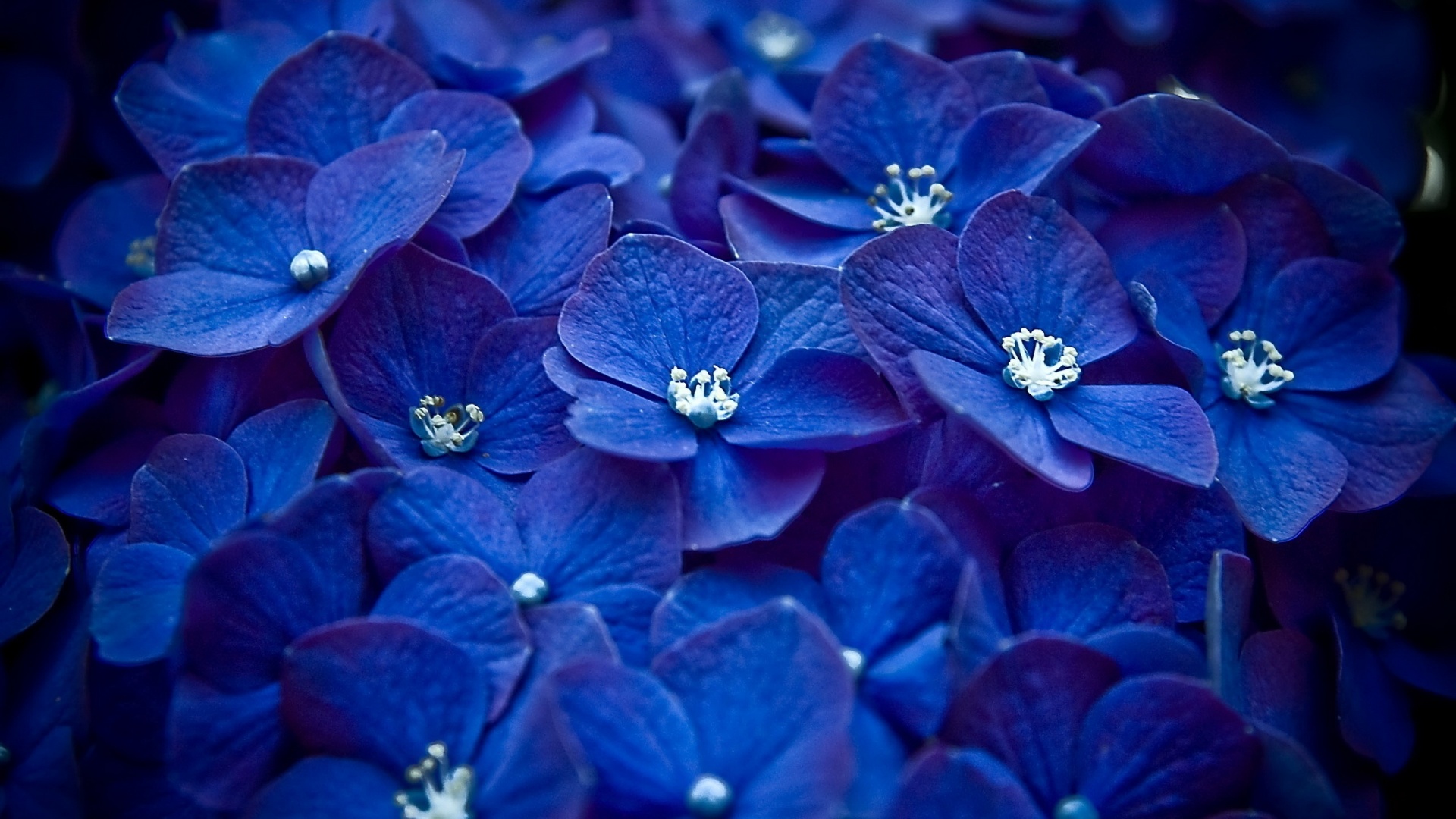 壁紙tumblr hd,青い,花,花弁,工場,コバルトブルー