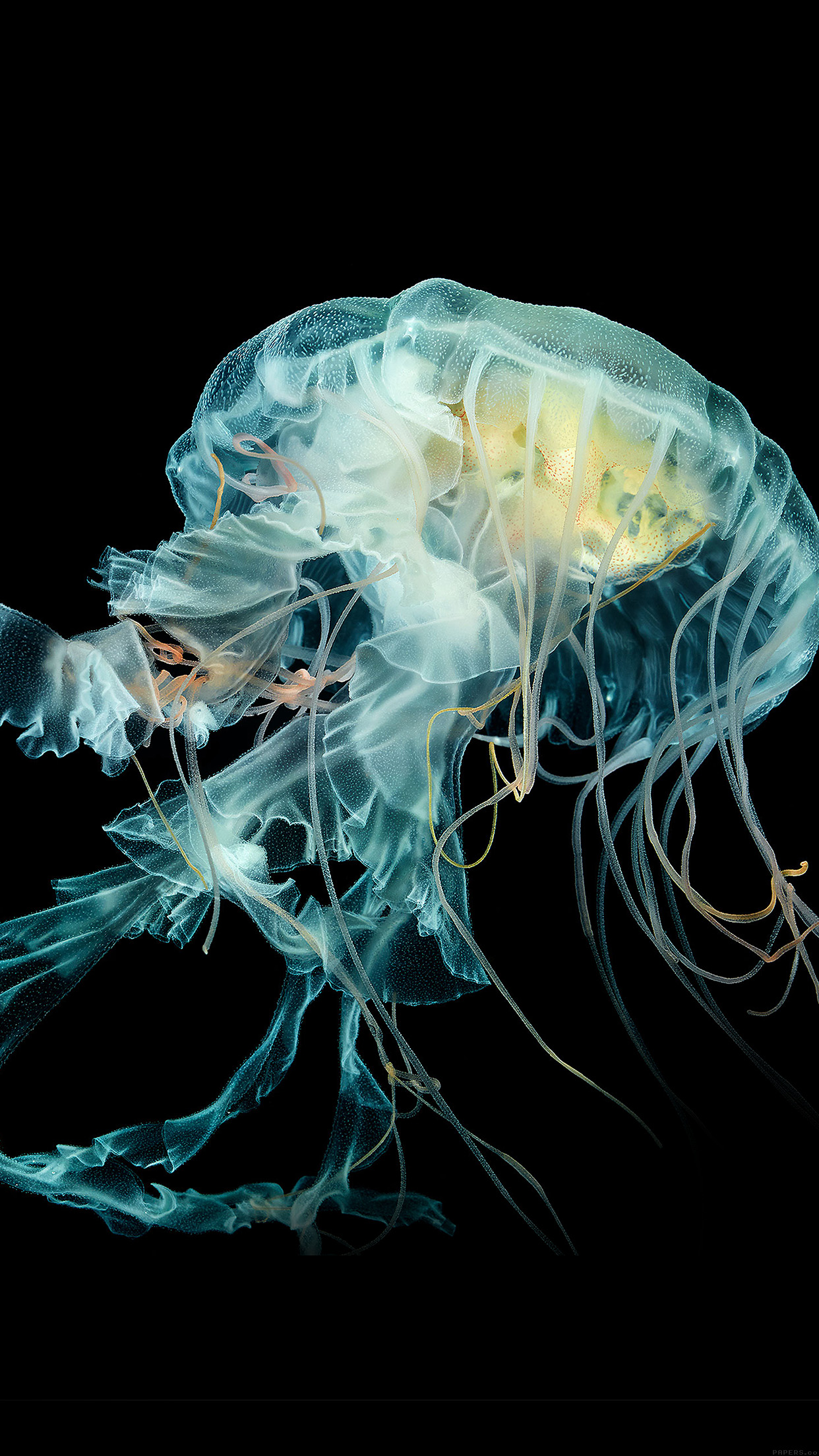 watch wallpaper,organism,water,bioluminescence,smoke,cnidaria