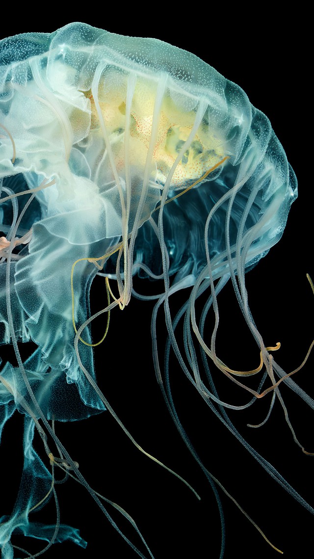 tapete ansehen,würfelqualle,cnidaria