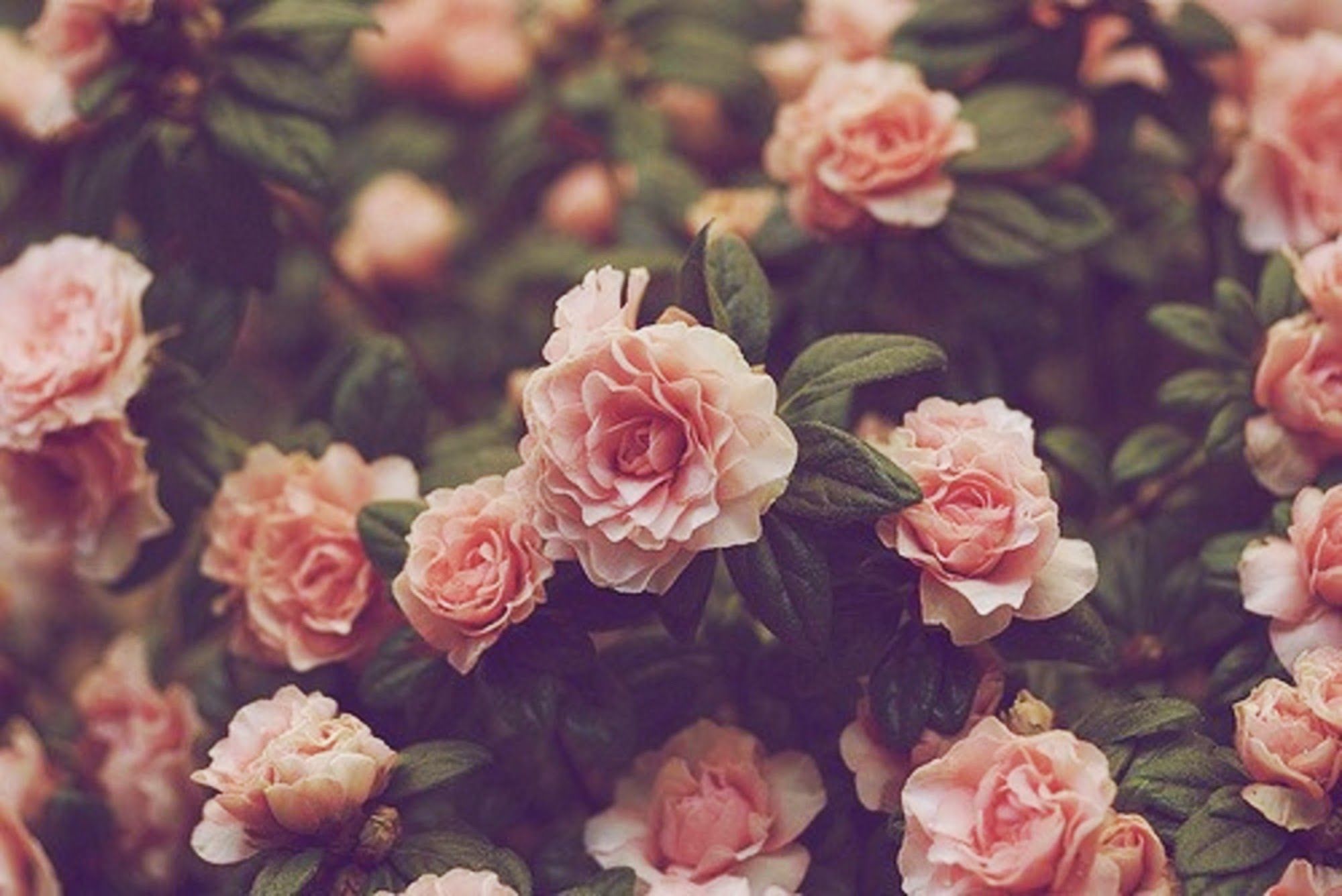 tapete tumblr hd,gartenrosen,rosa,blume,rose,blütenblatt