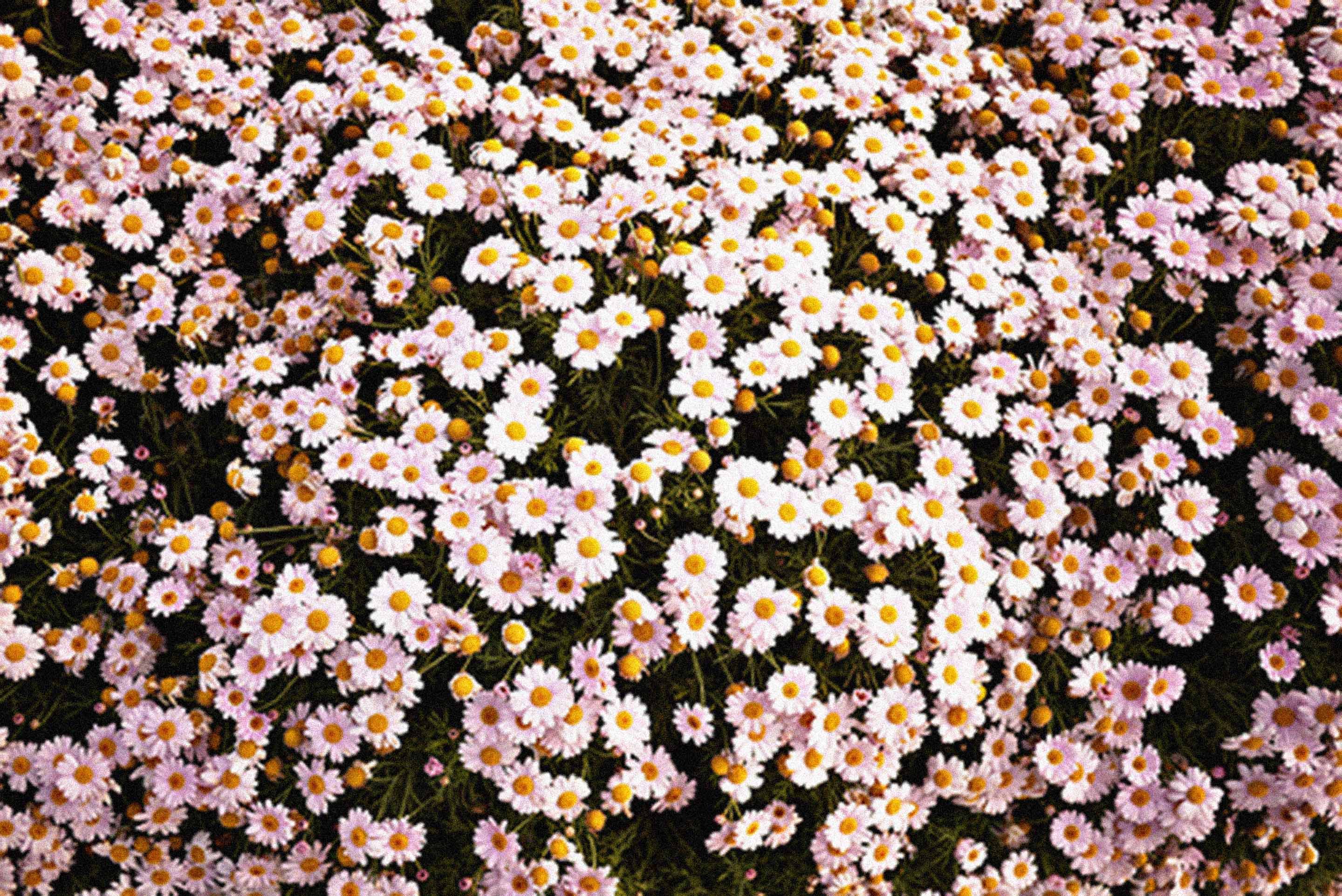 fond d'écran tumblr hd,fleur,plante,plante à fleurs,camomille,printemps