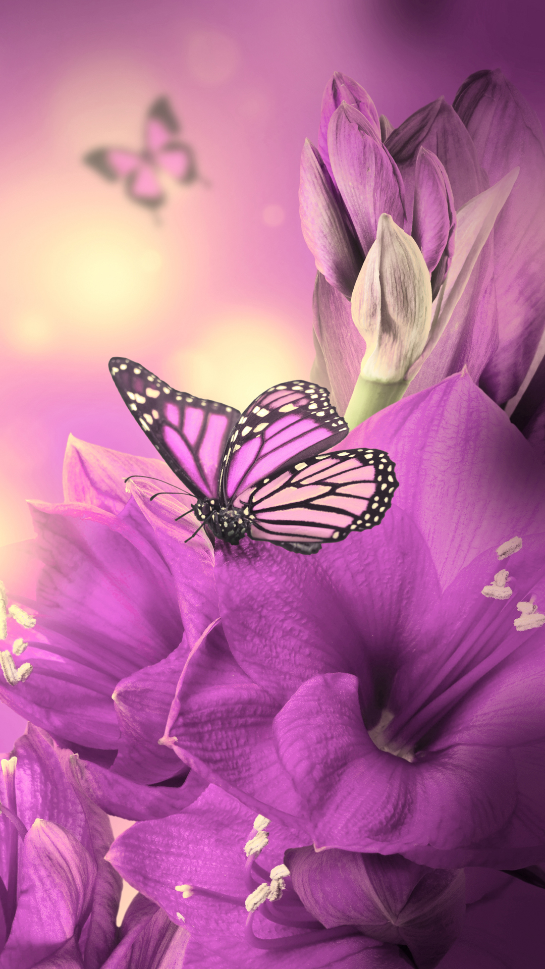 나비 라이브 배경 화면,나비,보라색,제비꽃,곤충,꽃