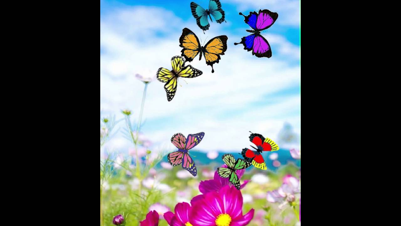나비 라이브 배경 화면,나비,곤충,군주 나비,나방과 나비,자연