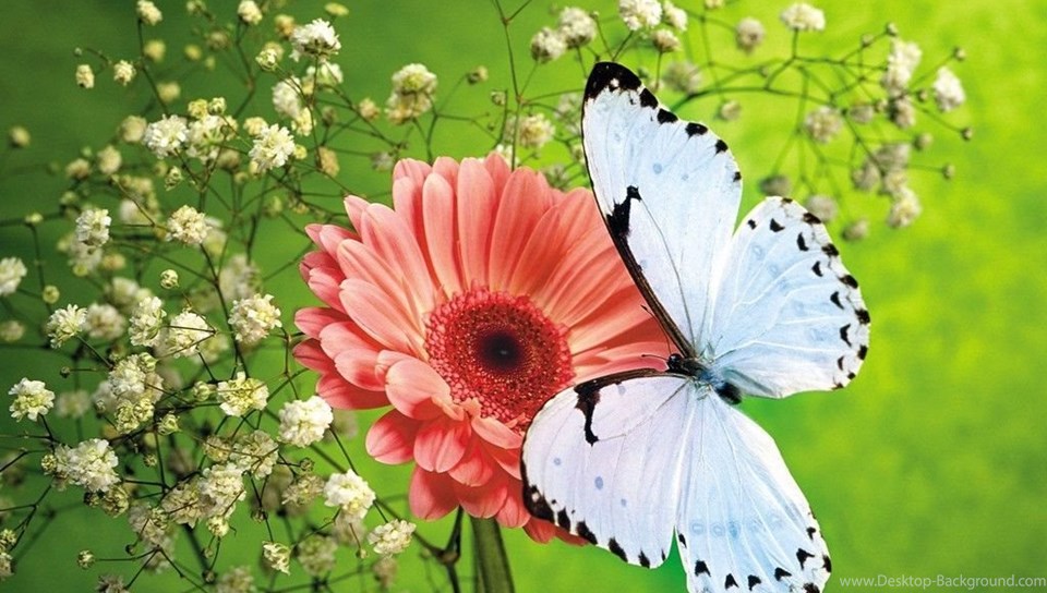 蝶のライブ壁紙,バタフライ,昆虫,蛾と蝶,無脊椎動物,花