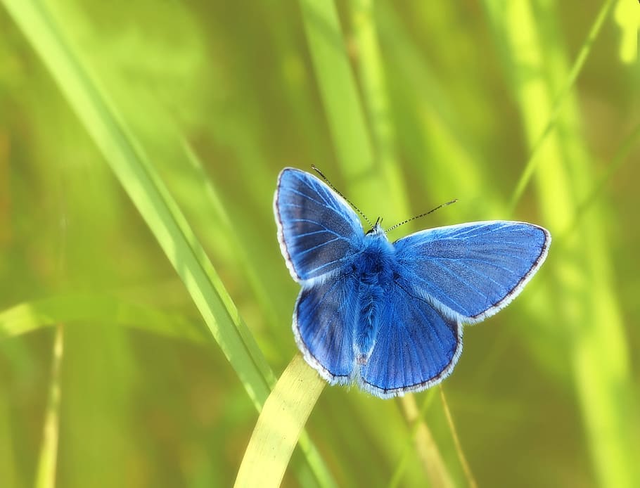 나비 라이브 배경 화면,나방과 나비,나비,곤충,공통 블루,큐피도 나비