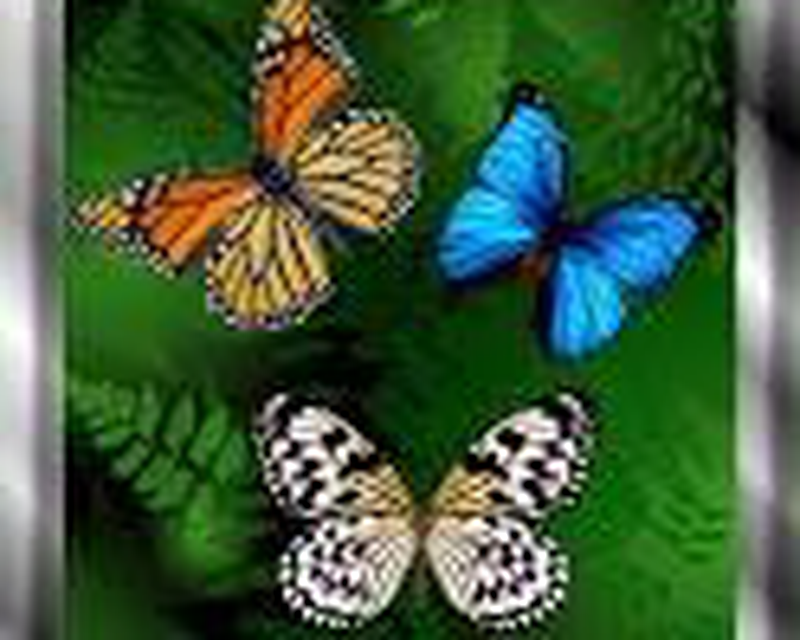 나비 라이브 배경 화면,나방과 나비,나비,신시아 아속,곤충,브러시 발된 나비