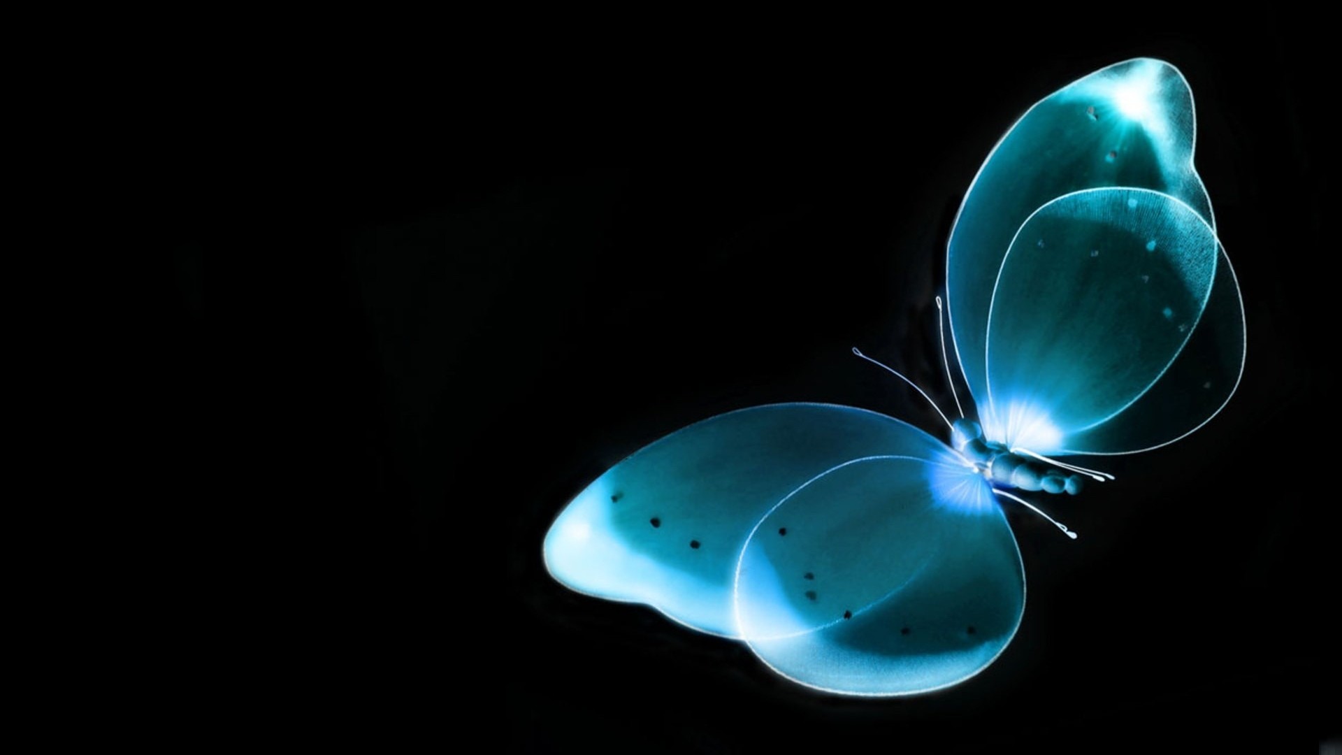 butterfly live wallpaper,blue,aqua,organism,water,bioluminescence