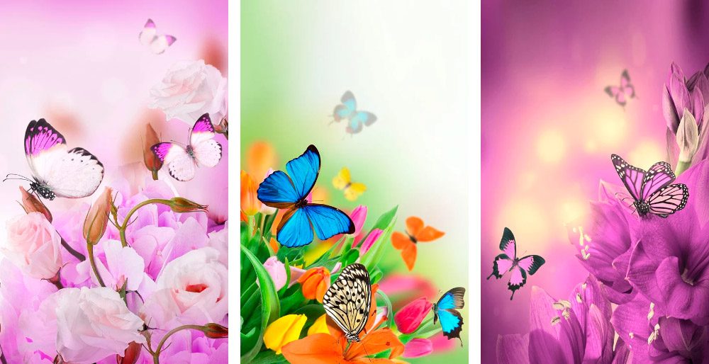 나비 라이브 배경 화면,나비,분홍,그래픽 디자인,꽃잎,디자인