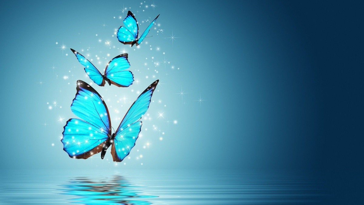 butterfly live wallpaper,blue,aqua,nature,butterfly,turquoise