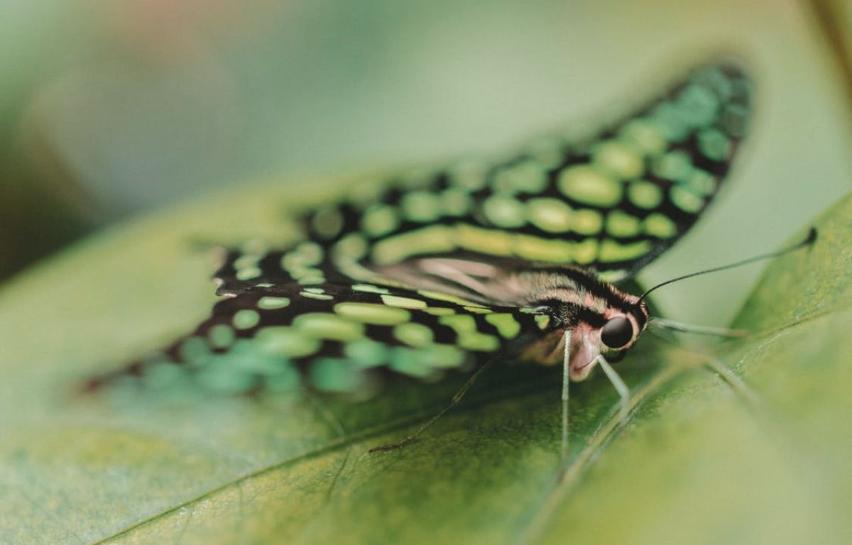 mariposa live wallpaper,insecto,insectos alados netos,invertebrado,fotografía macro,parásito