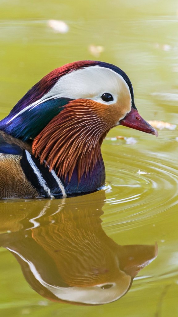 hd wallpapers for android mobile full screen,bird,vertebrate,duck,beak,water bird