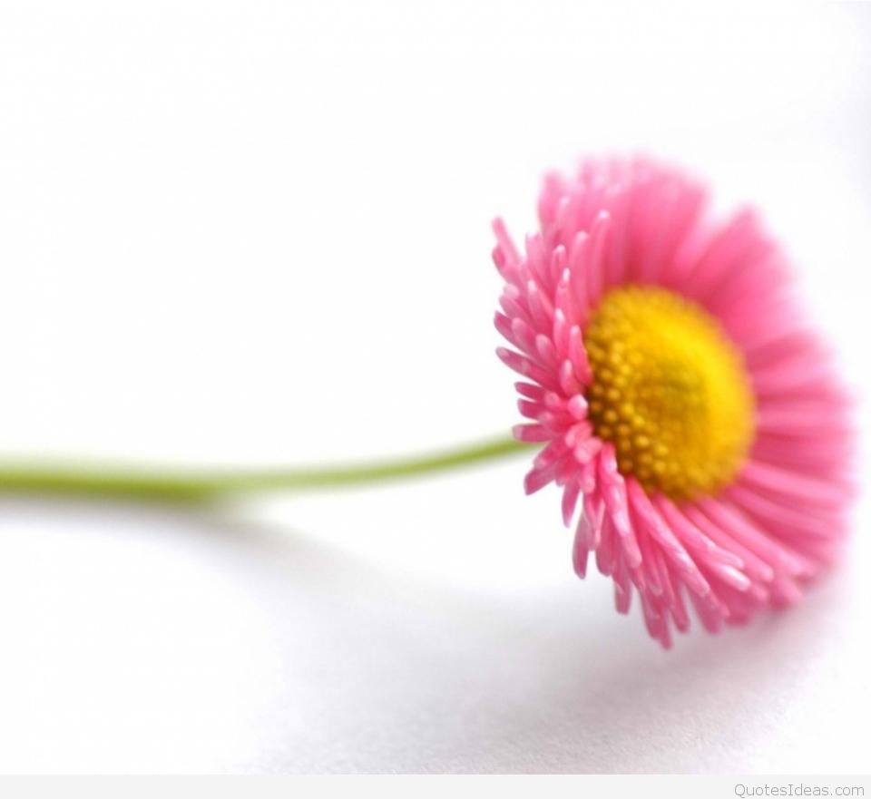 fondos de pantalla de alta definición para pantalla completa móvil android,planta floreciendo,flor,pétalo,rosado,margarita barberton