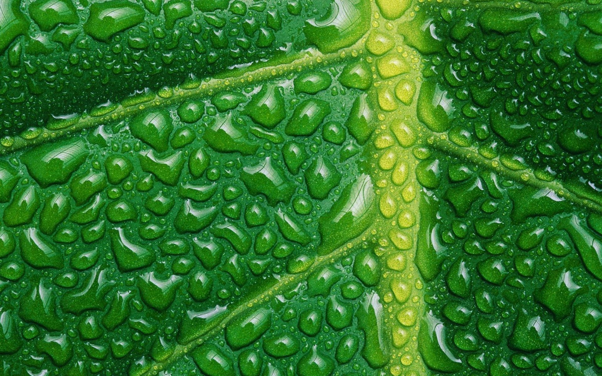 fond d'écran vert hd,l'eau,vert,feuille,rosée,plante