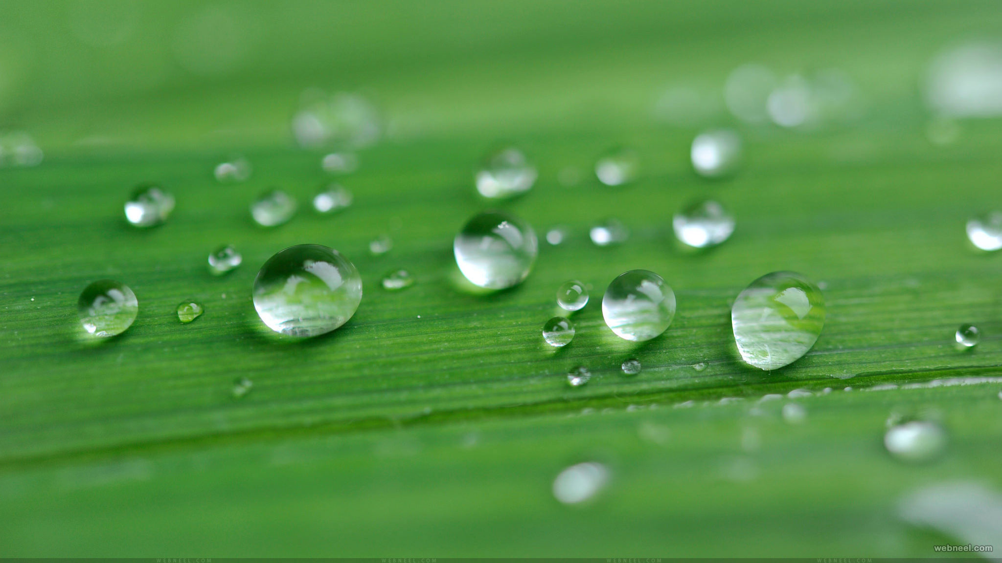 carta da parati verde hd,rugiada,umidità,far cadere,verde,acqua