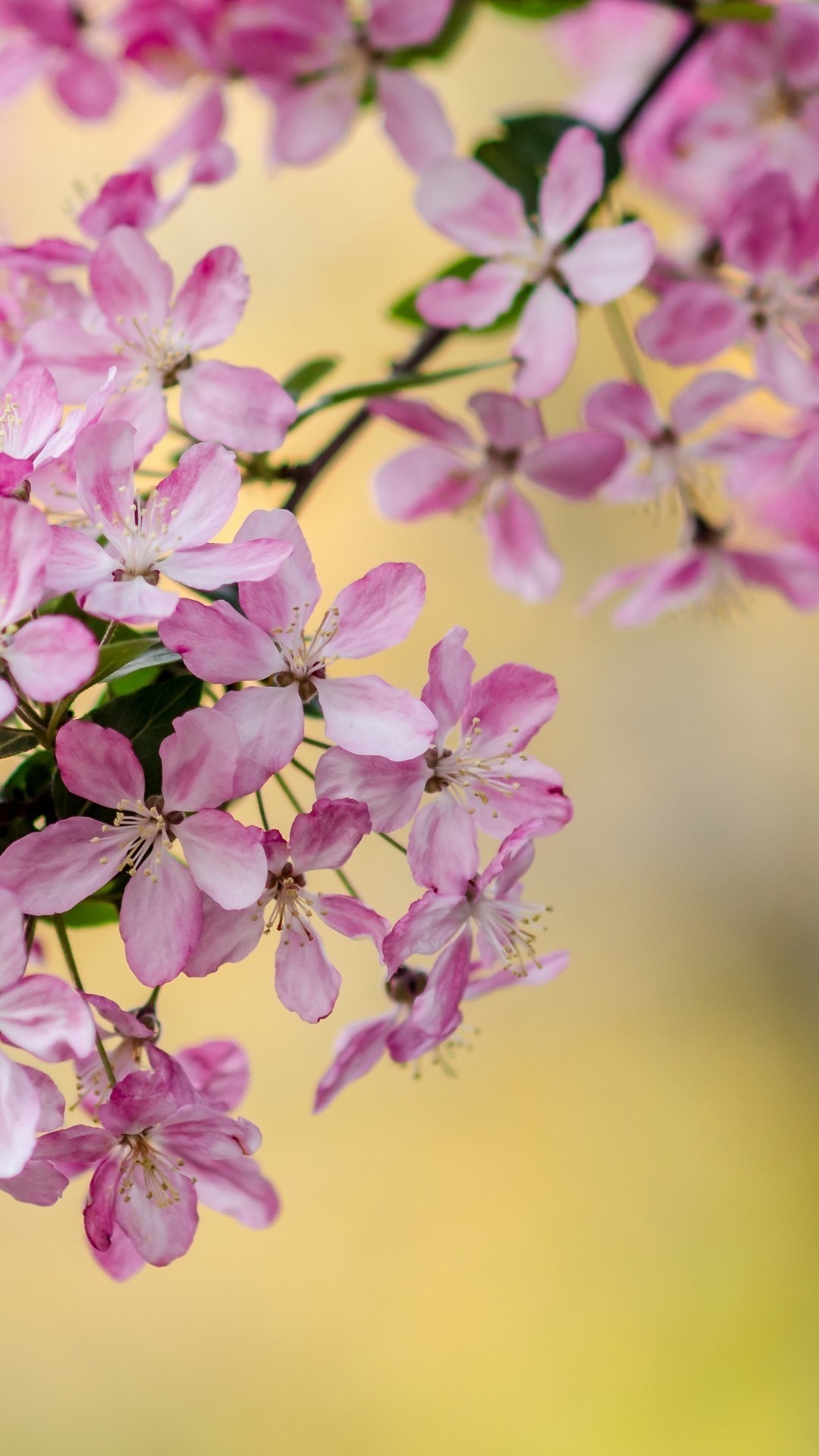 fonds d'écran hd pour mobile android plein écran,plante à fleurs,fleur,lilas,pétale,plante