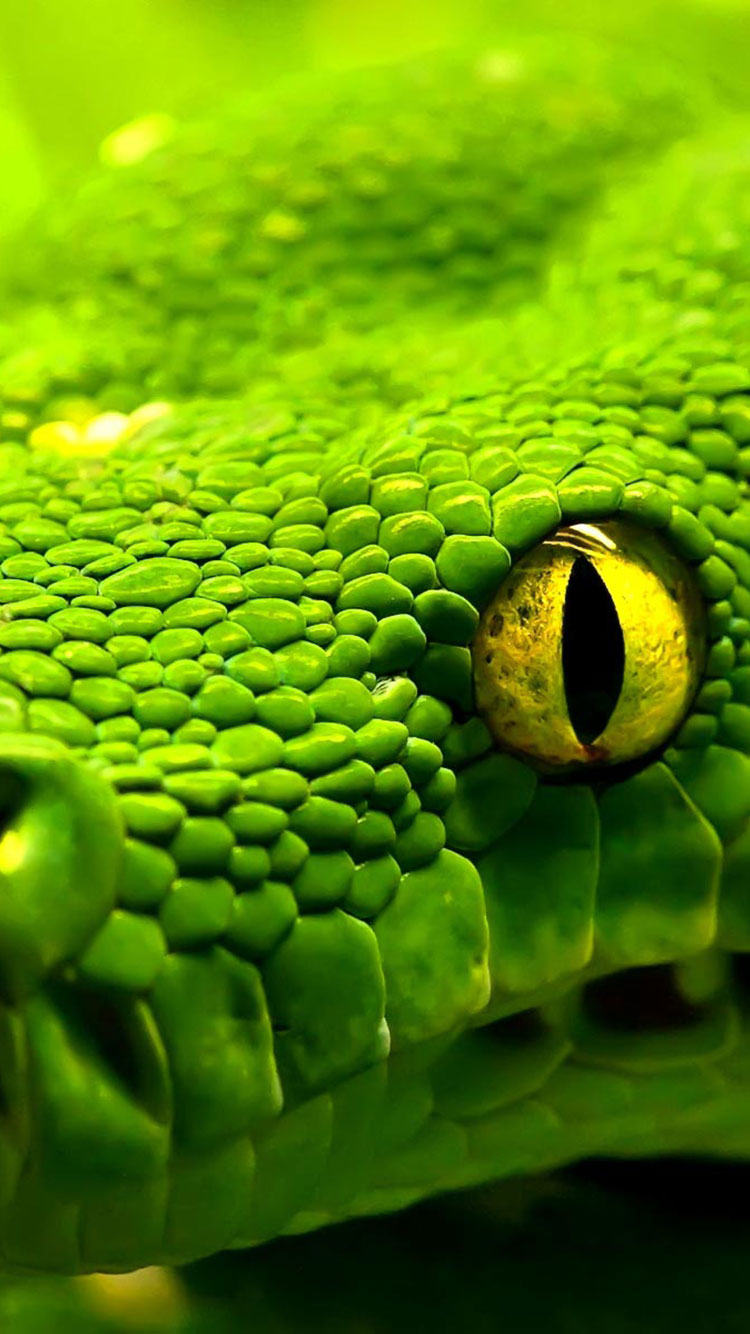 carta da parati verde hd,greensnake liscio,verde,serpente,rettile,macrofotografia