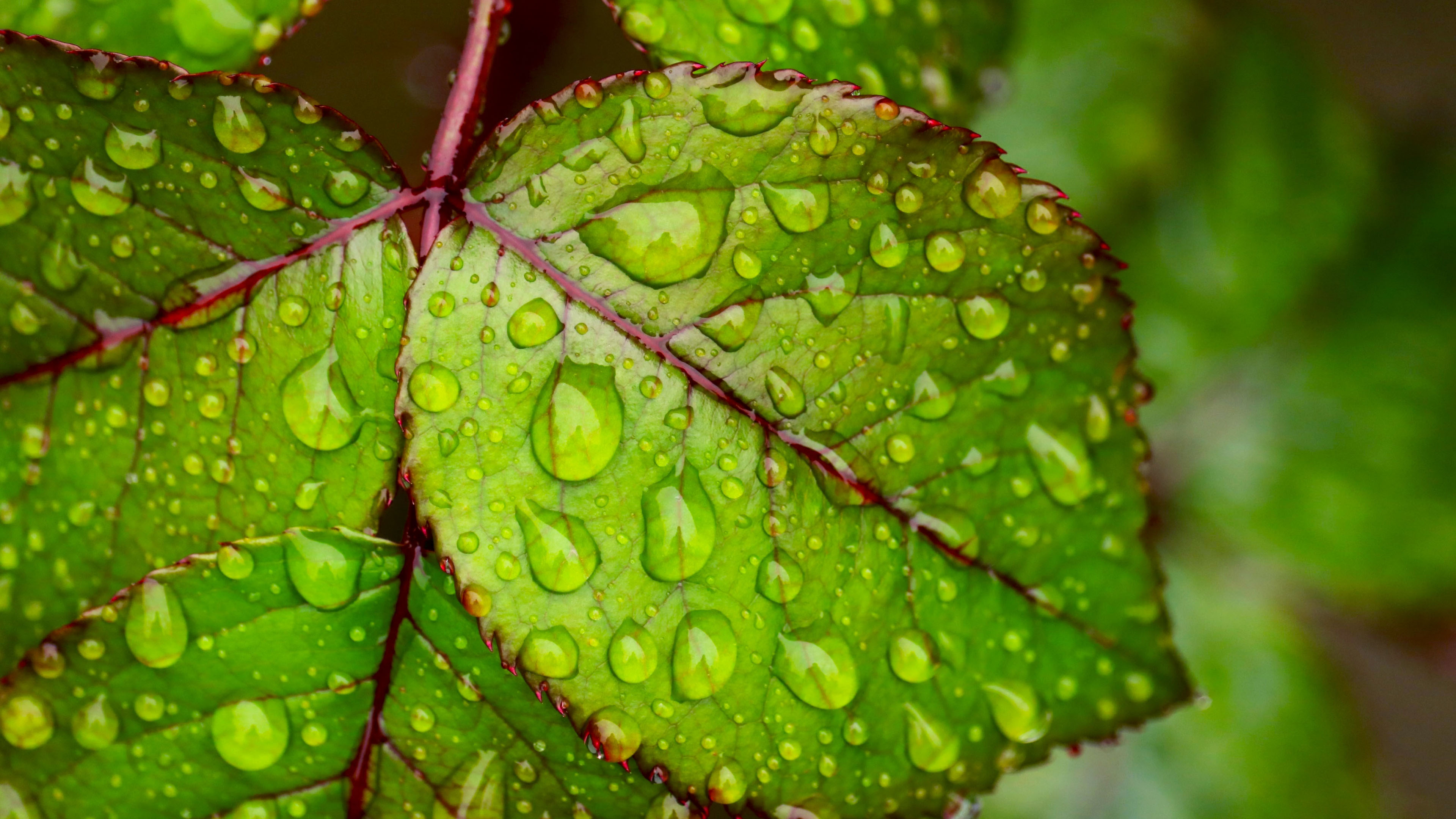 fond d'écran vert hd,feuille,l'eau,rosée,vert,laissez tomber