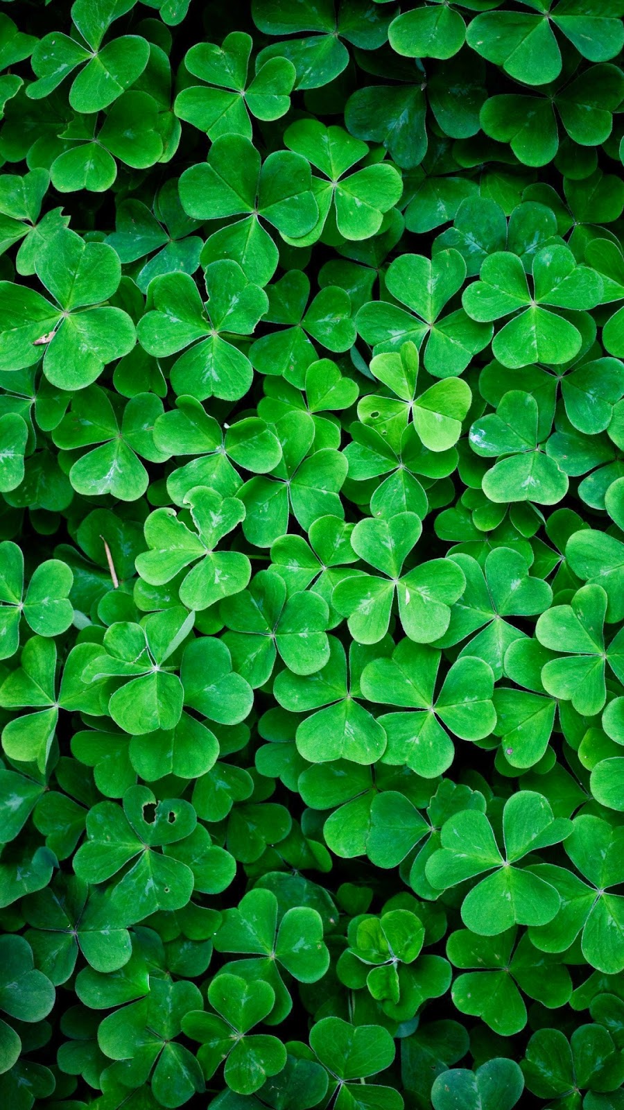 green wallpaper hd,green,dutch clover,leaf,shamrock,plant