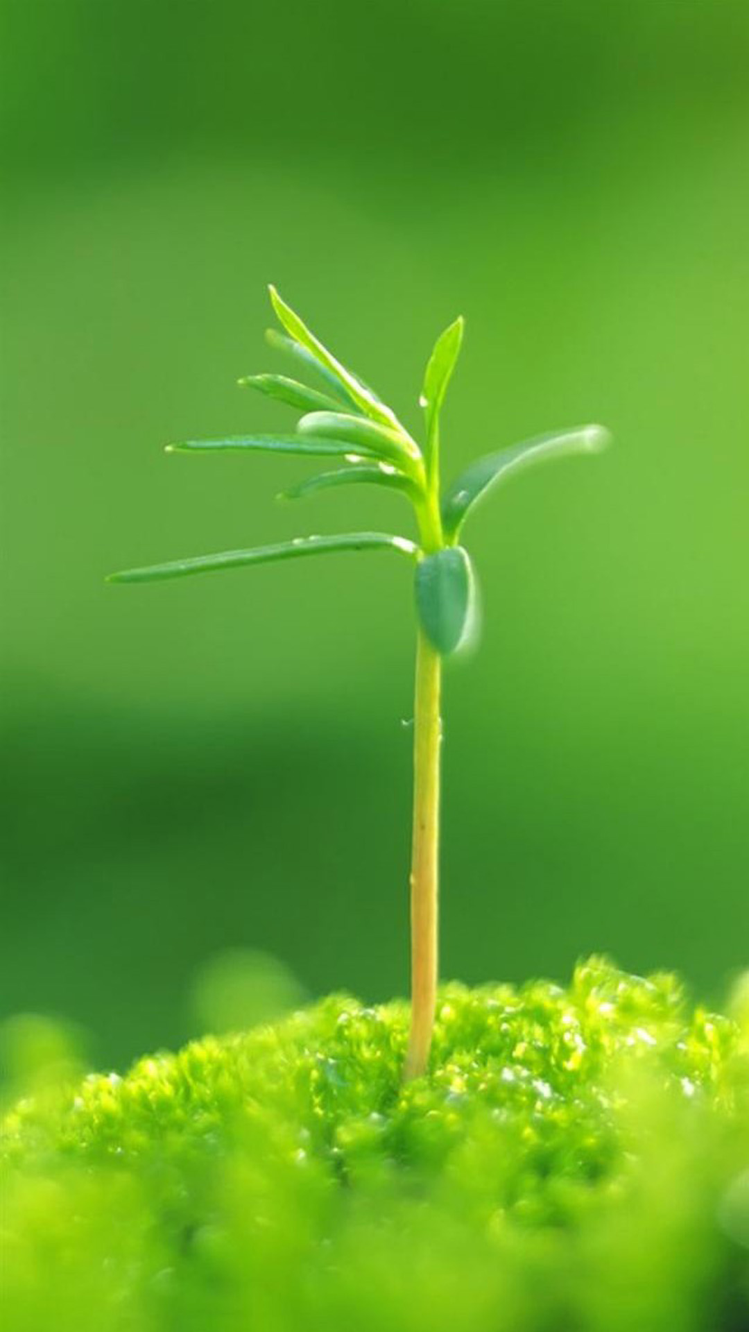 fond d'écran vert hd,vert,la nature,l'eau,plante,feuille