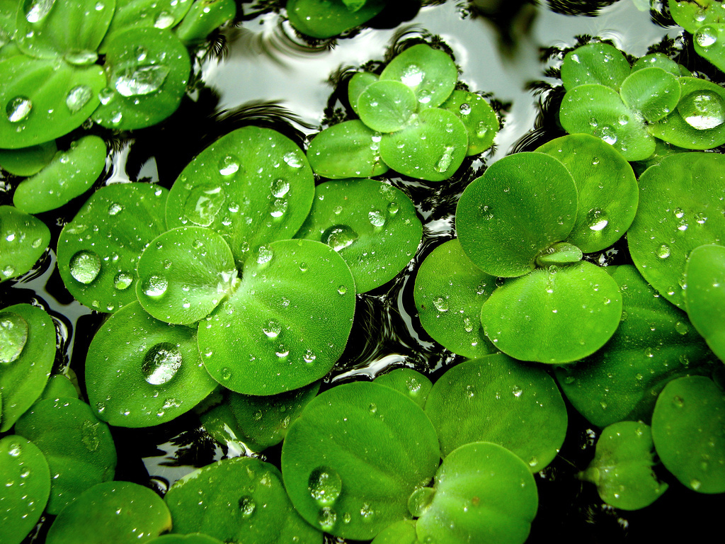 녹색 벽지 hd,초록,잎,물,식물,수분