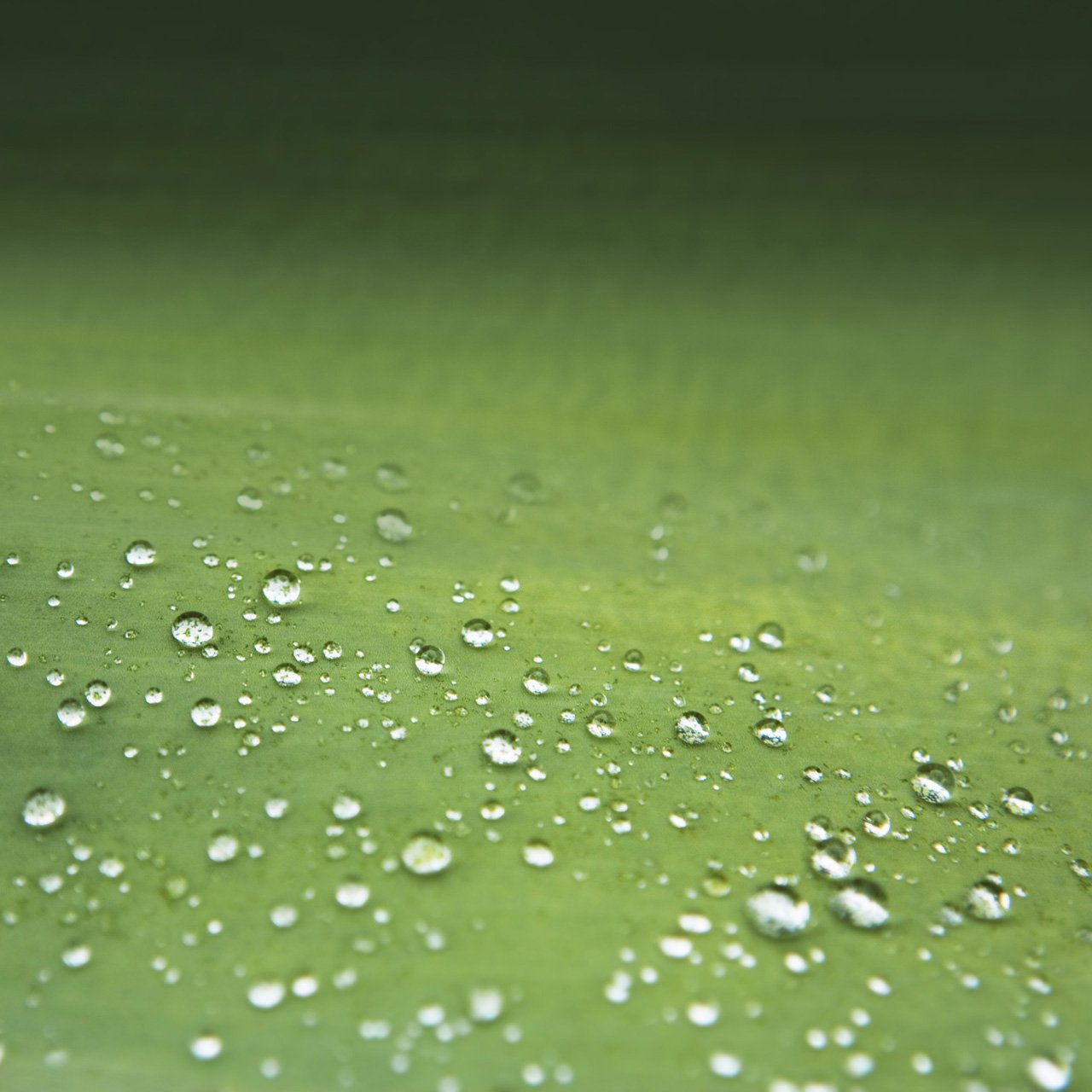 green wallpaper hd,green,moisture,water,dew,drop