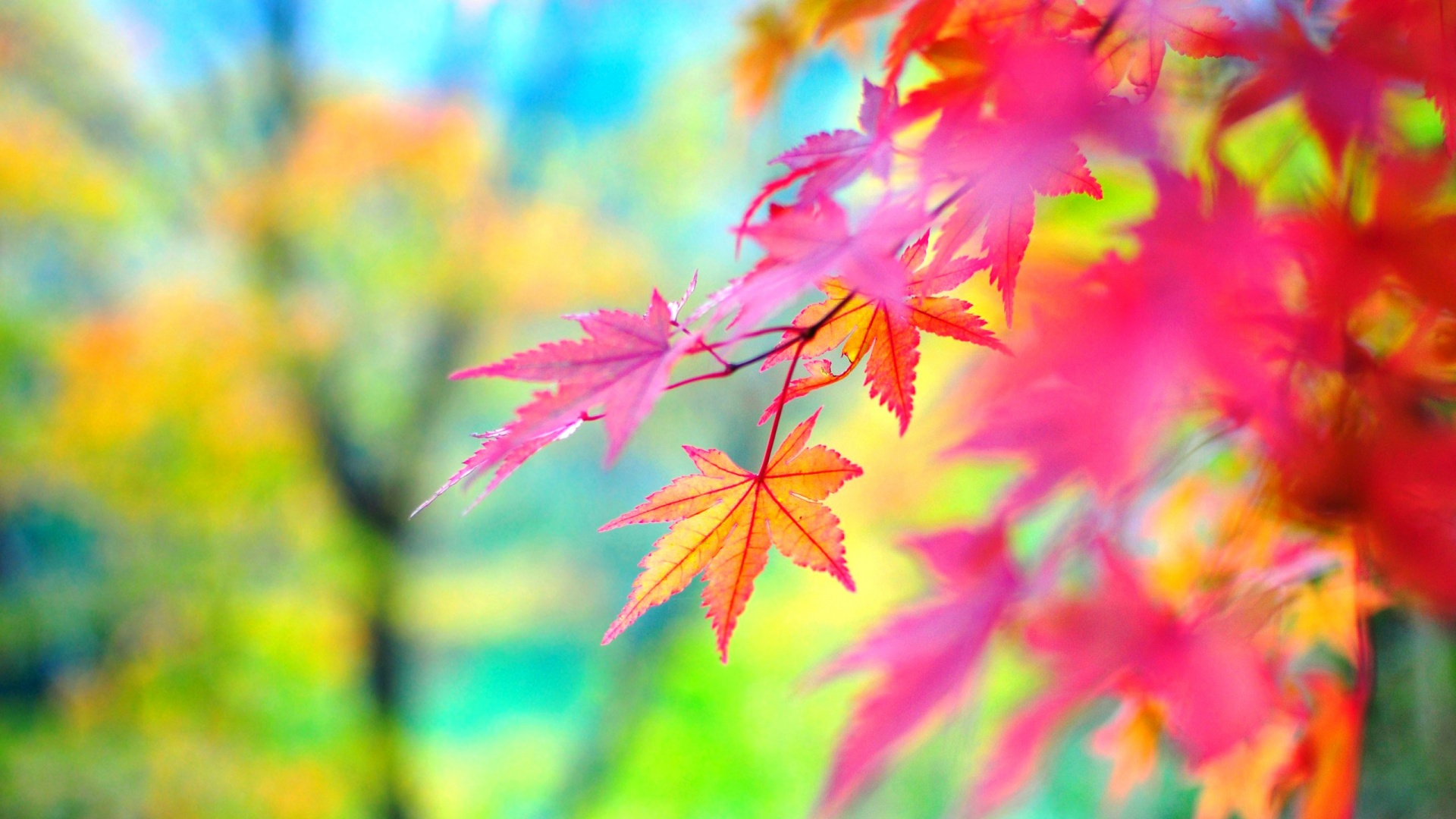 colorful wallpaper hd,leaf,nature,tree,maple leaf,green