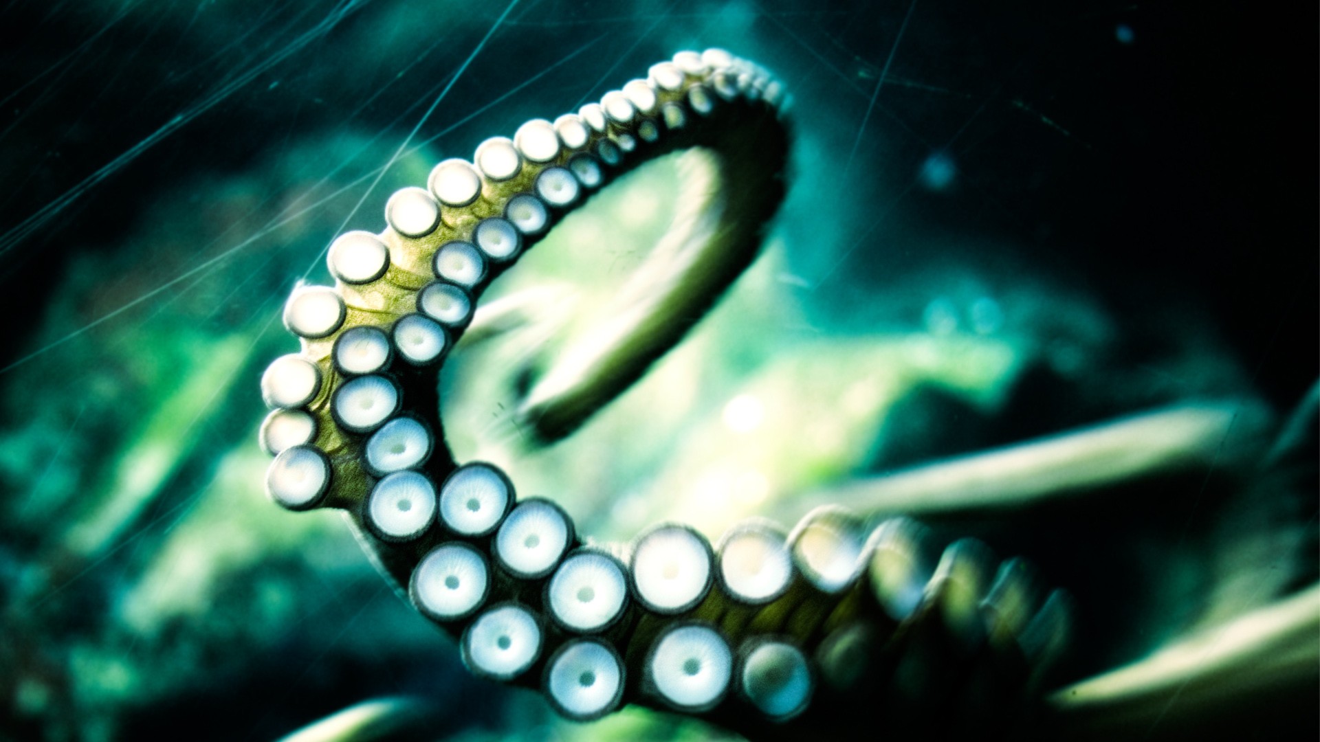 kraken wallpaper,agua,fotografía macro,verde,pulpo,turquesa