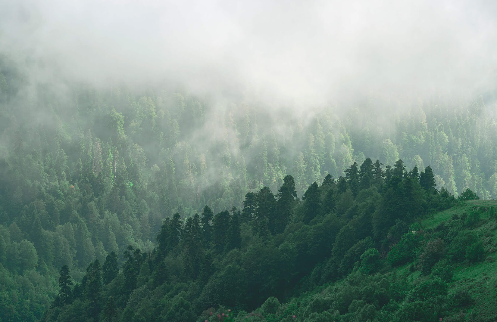 fond d'écran brumeux,station de montagne,la nature,brouillard,ciel,vert