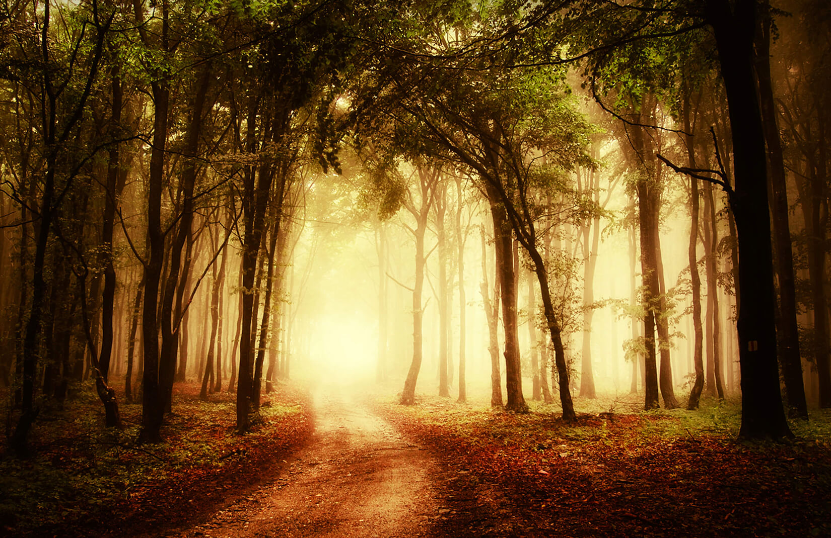 霧の壁紙,自然の風景,自然,木,森林,森林
