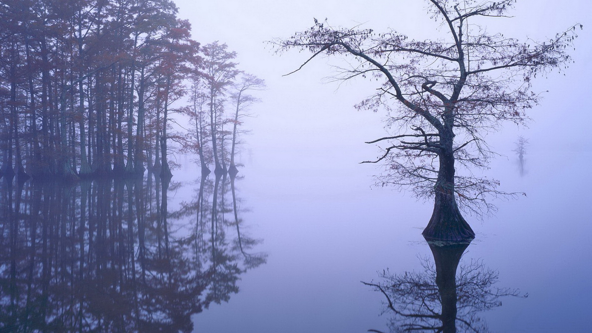 misty wallpaper,tree,nature,atmospheric phenomenon,water,natural landscape