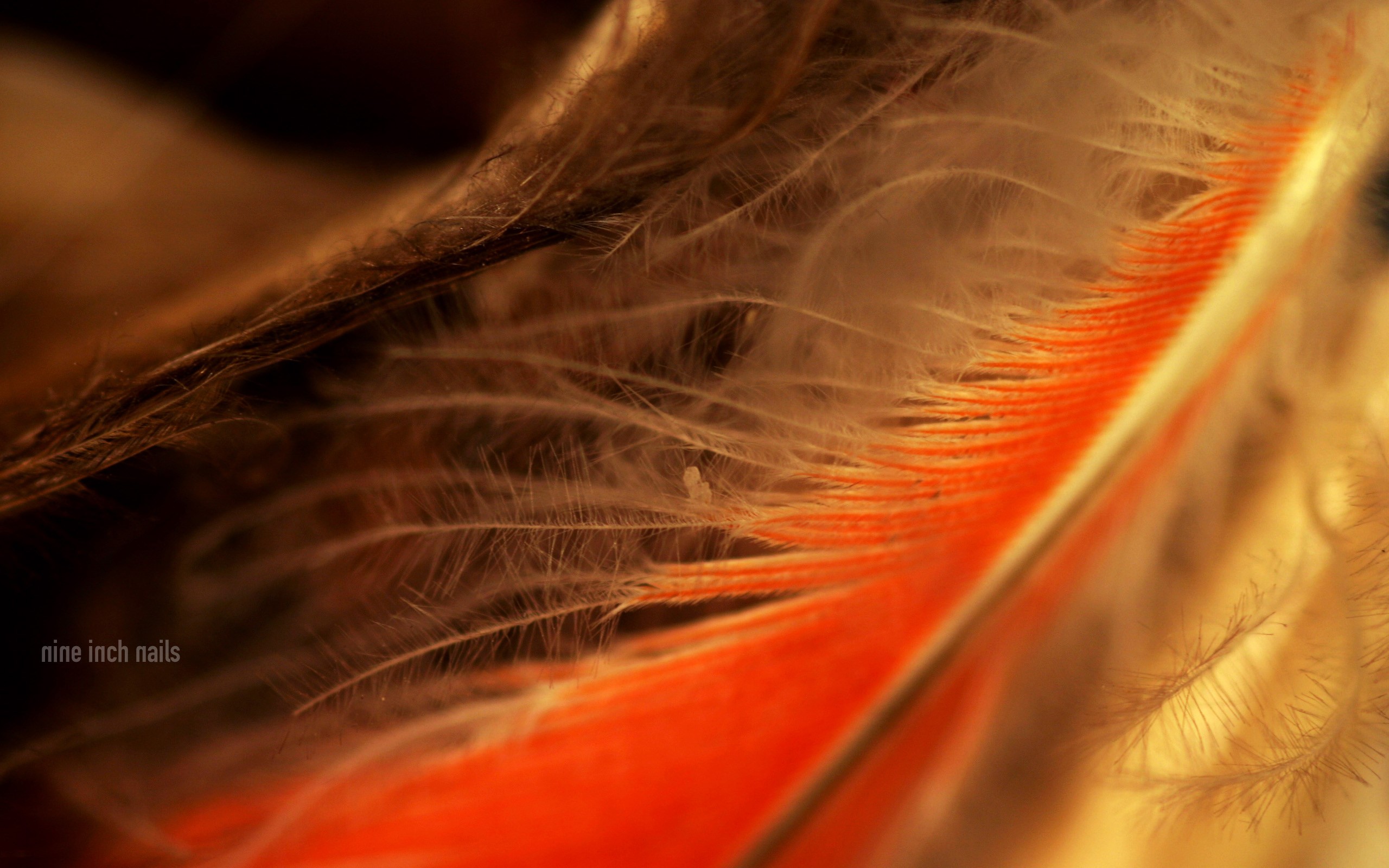 5.5 inch hd wallpaper,feather,orange,close up,macro photography,eye