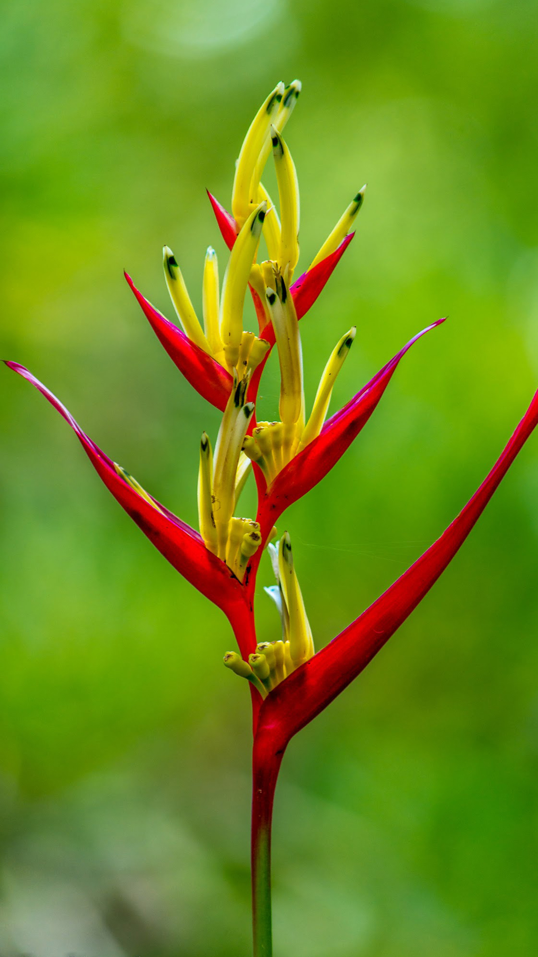 5.5 inch hd wallpaper,flower,bird of paradise,plant,heliconia,botany