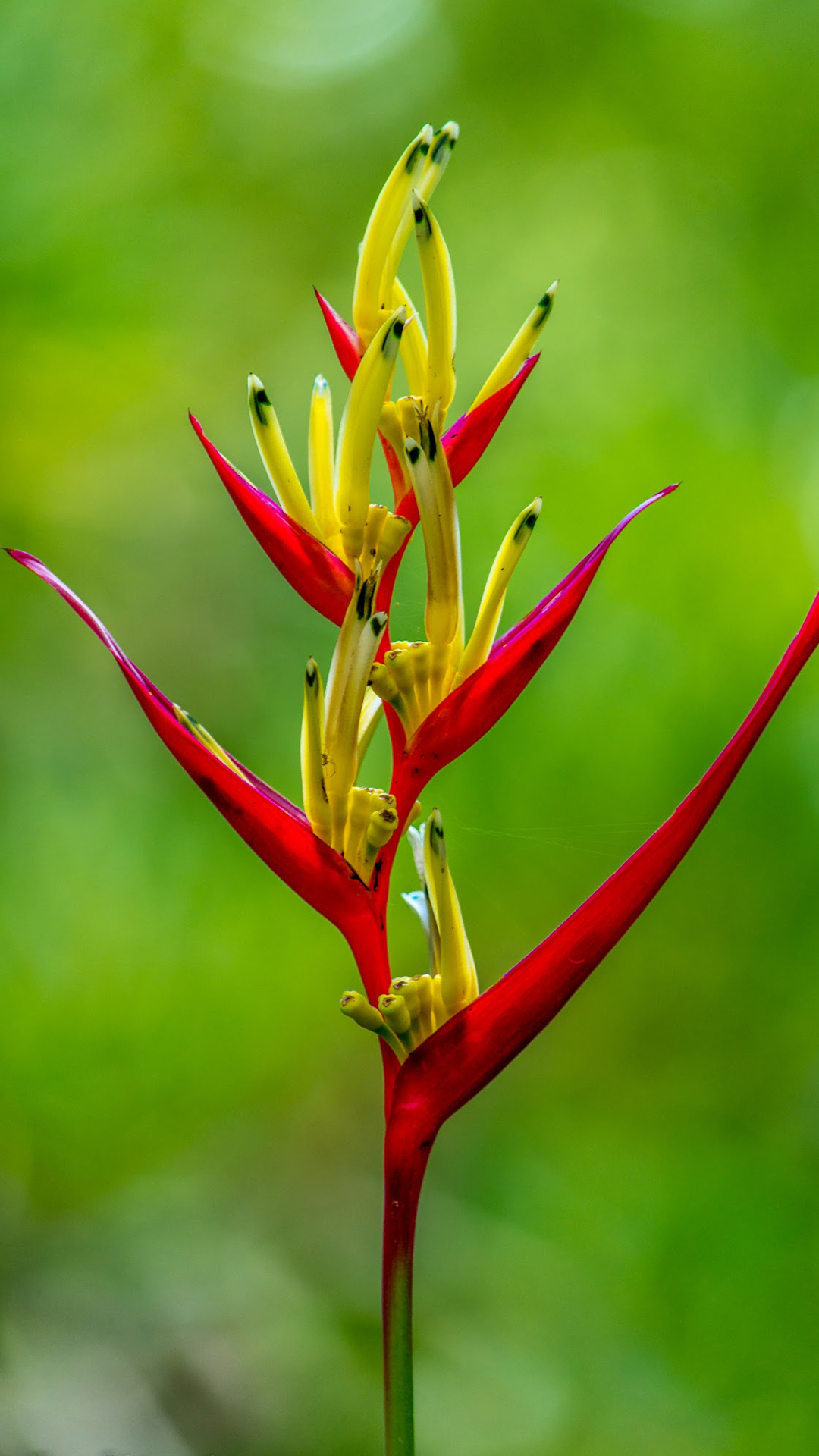 fondo de pantalla hd de 5.5 pulgadas,flor,ave del paraiso,planta,heliconia,planta floreciendo