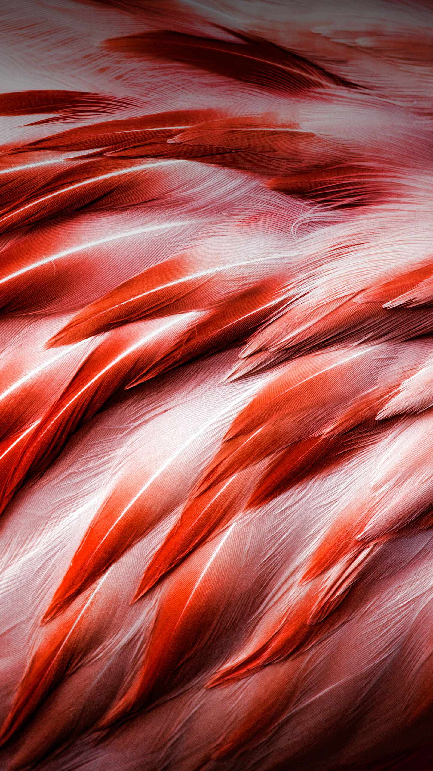 5.5 inch hd wallpaper,red,pink,orange,feather,close up