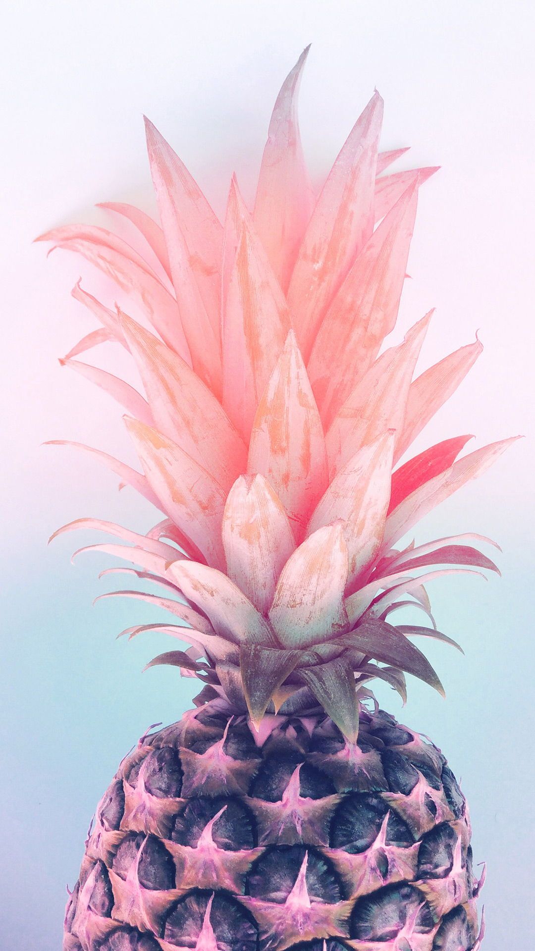 벽지 파이,파인애플,파인애플,분홍,식물,bromeliaceae