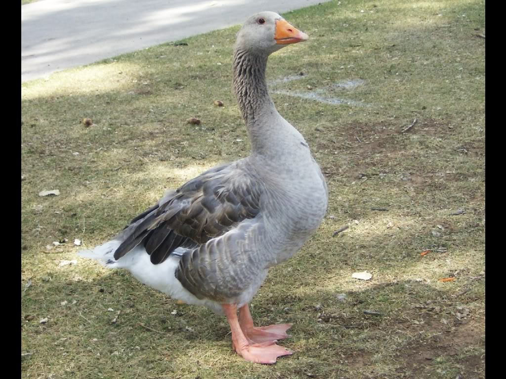 graue gans tapete,vogel,gans,ente,wasservogel,enten