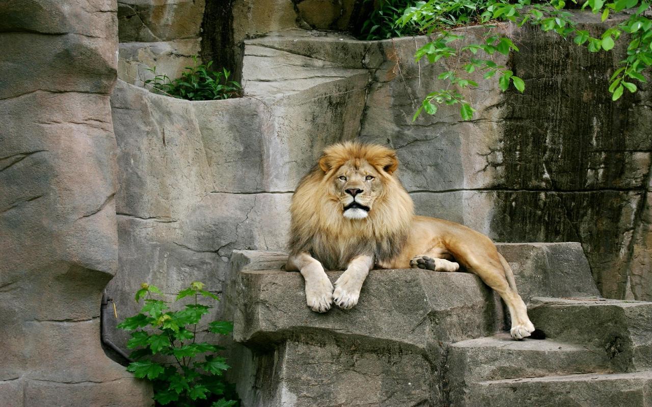 壁紙de le o,ライオン,野生動物,ネコ科,動物園,陸生動物