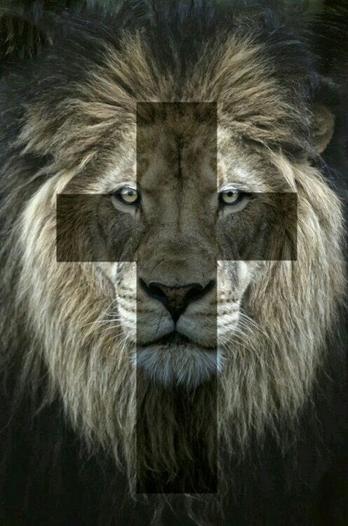 fond d'écran de le o,lion,cheveux,faune,lion masai,félidés