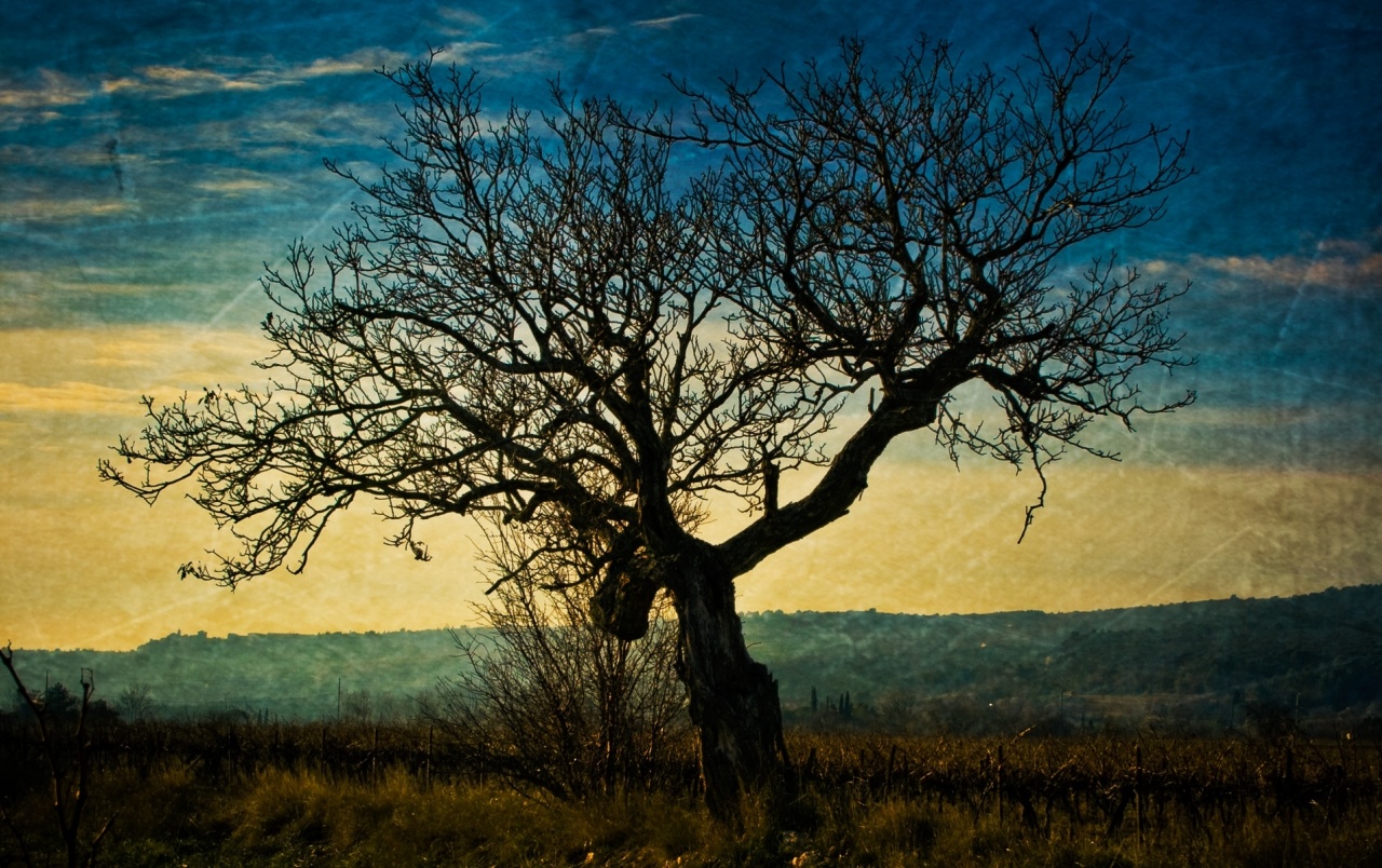 wallpaper dunkel,tree,sky,natural landscape,people in nature,nature